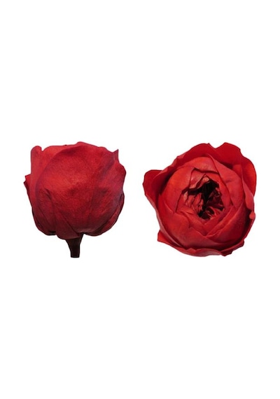 Rose Amor Özel Şoklanmış Gül Xl-solmayan Gül 3536