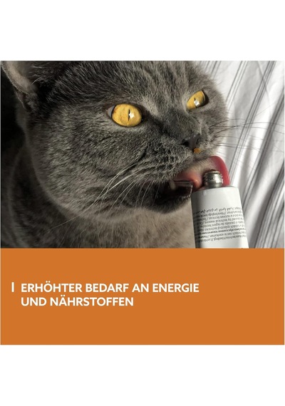 Energy Kedi Macunu 50gr