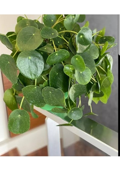 Pilea Peperomioides - Para Bitkisi 20-40 cm