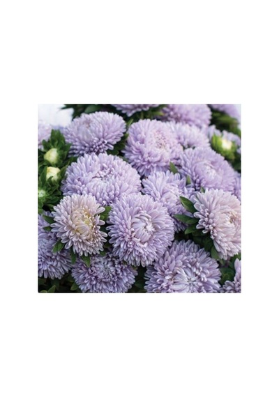 Lavanta Renkli Aster Kasımpatı Tohumu - 20 Tohum