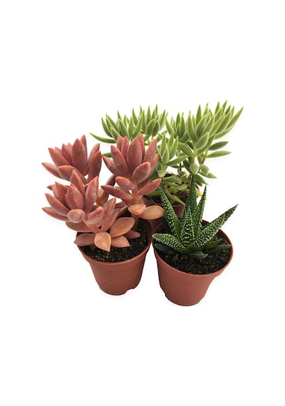 Sukulent Kaktüs Set 3 Adet Mini Saksılı 002