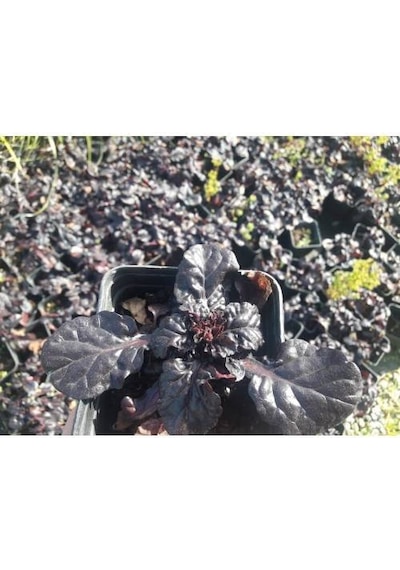 Ajuga - 10 Adet Bordo Yer Örtücü Bitki