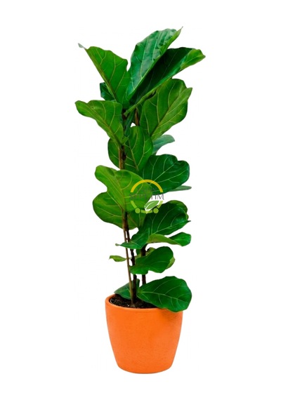 2 Gövdeli Keman Yapraklı Kauçuk Bitkisi 'ficus Lyrata' 110-130cm