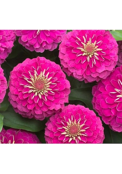 10 Adet Tohum Nadir Bulunan Pembe Kirli Hanım Çiçeği Tohumu Hediy