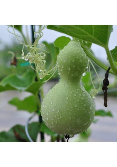 Doğal Calabash Süs Su Kabağı Tohumu 5 Tohum 1 Set