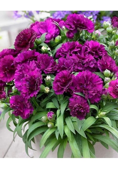 Serada Decor Plant Kokulu Mor Bodur Karanfil Bitkisi Dianthus Caryophyllus Purple