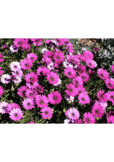 Bodrum Papatyası 3 Adet Saksıda Çiçek Mor-Pembe Renkli