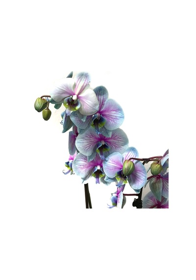 Phalaenopsis Bubble Gum (Turkuaz Orkide) 12 CM 70-80 CM