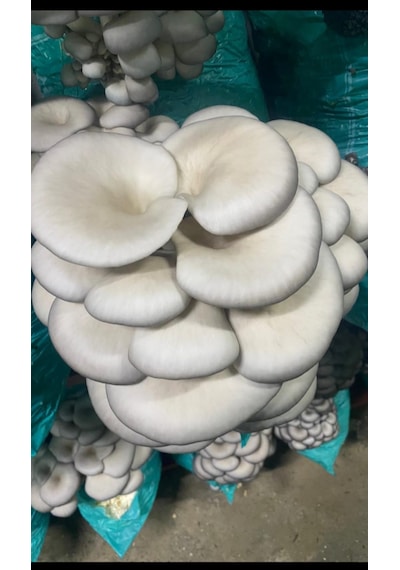 6 Kg İstiridye Mantarı Kompostu Mantar Çıkımına Hazır, Yetiştir