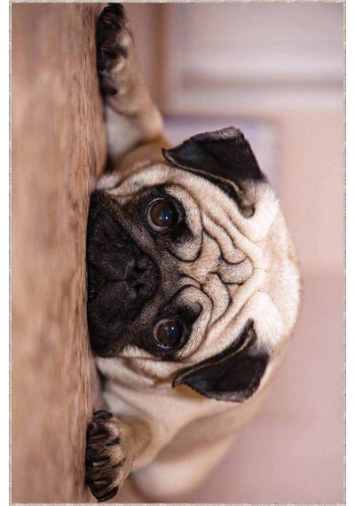 Bej Köpek Pug Desenli Kaymaz Tabanlı Dekoratif Halı Rv327n11