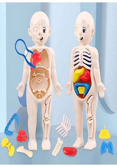 Ayver Insan Vücudu Anatomisi Organ Bulmaca Puzzle Bultak Yapboz Eğitici Ve Öğretici Oyuncak 20 Standart