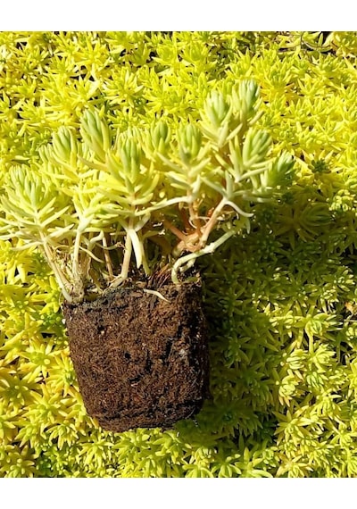 Sarı Sedum 5 Adet - Yer Örtücü Çok Yıllık Bitki