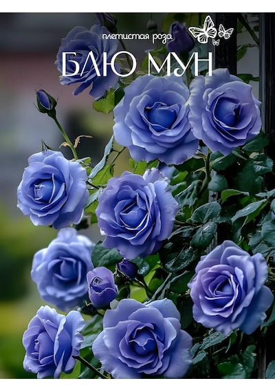 Gül Bleu Mon Tırmanıcı Fidanı