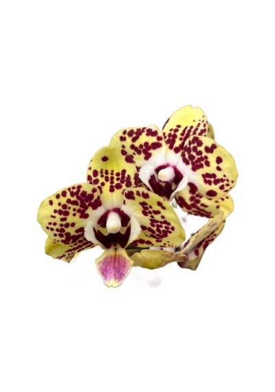 Phalaenopsis 'Orient Express' (Sarı Orkide) Ø12 Cm Y45-50 CM