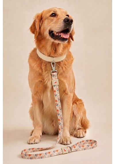 Köpekler İçin Dayanıklı Ve Güvenli, Desenli Gezdirme Tasması 25mm Krem