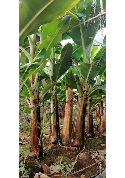 Açık Kök Muz Fidanı 150 - 200 CM