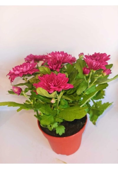 Tatlı Pembe Kasımpatı Krizantem Chrysanthemum 10-20 Cm