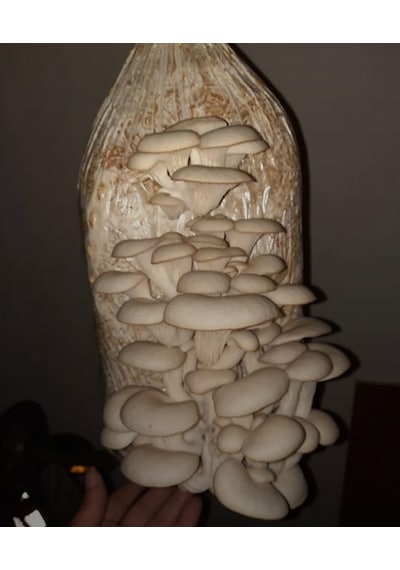 4 Adet 8 Lt 4 Kg Istiridye Mantarı Miseli Tohum Kompostu Mantar Vermeye Hazır Durumda