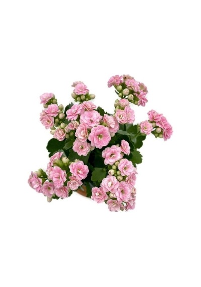 Kalanchoe Kalanşo Çiçeği Fidanı Pembe 10-20 Cm