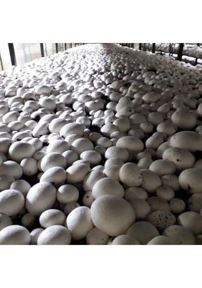 15.000 Adet Beyaz Şapkalı Kültür Mantarı Tohumu