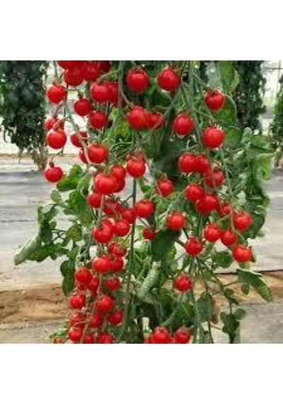 100 Adet Tohum Süper Paket Sırık Domates Tohumu Sırık Domates Süpriz Hediye Sebze Tohum