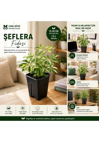 Alacalı Şeflera Fidesi 15-20 Cm 1,5 L Saksıda Canlı İç Mekan Bitkisi