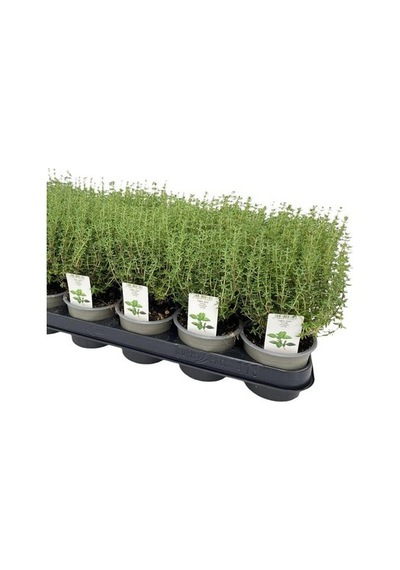 Kekik - Thymus Vulgaris 5 Adet