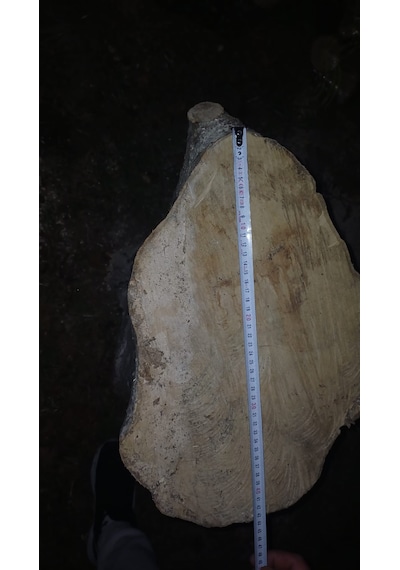 Kayın Ağacı Tomruk - Kütük - Boy 72cm Çapı 100-140 Cm 72x110
