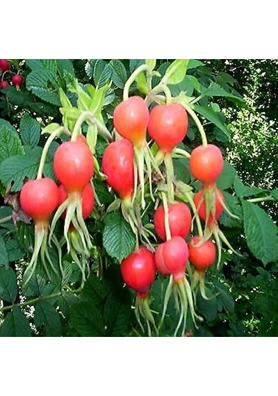 Doğal Anadolu Kuşburnu Fidanı 10-20 Cm