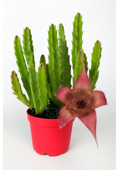 Leş Kaktüsü Stapelia Grandiflora Büyük Boy 8.5 cm Kırmızı Saksıda