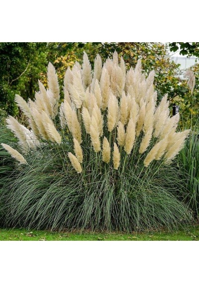 Stipa Pampas Otu Fidanı 40 Cm 1-2 Yaş Arası Tüplü