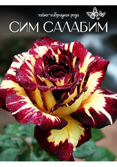 Sim Salabim Gül Fidanı