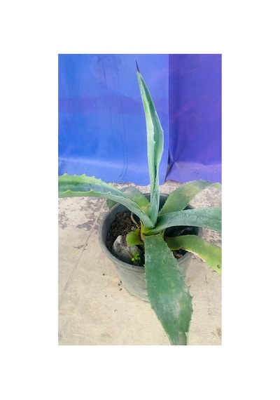 Agave Americana Bitkisi