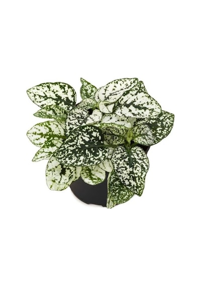 3 Adet Hostes Çiçeği Hypoestes Çilli Yaprak Çiçeği 10-20 Cm