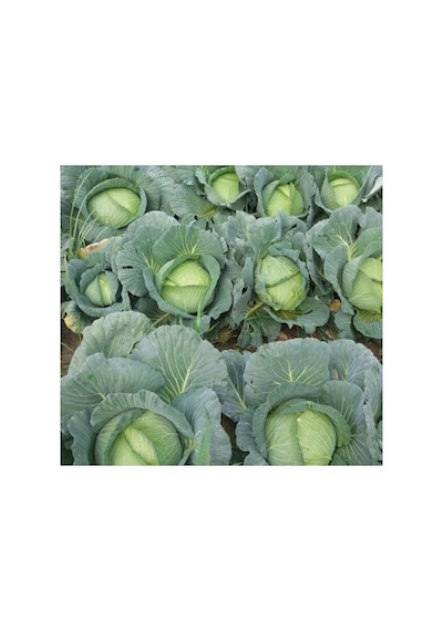 Profesyonel Beyaz Lahana Tohumu - 5 Gram