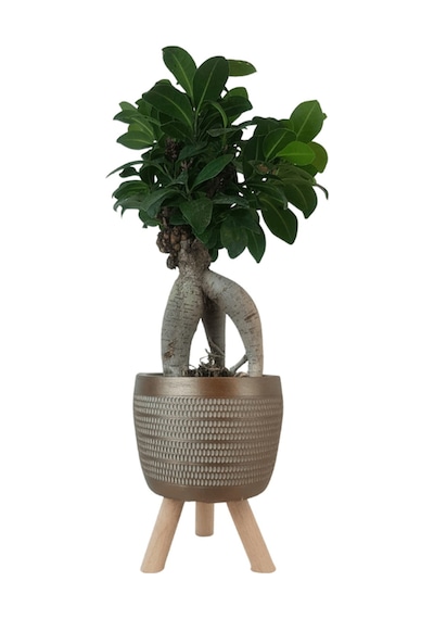 Ficus Ginseng Bonsai Gold Damla Saksıda