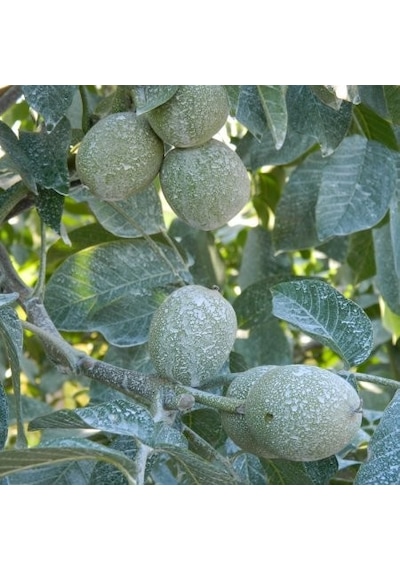 Bitki Koruyucu Kaolin Kili 5 Kilogram