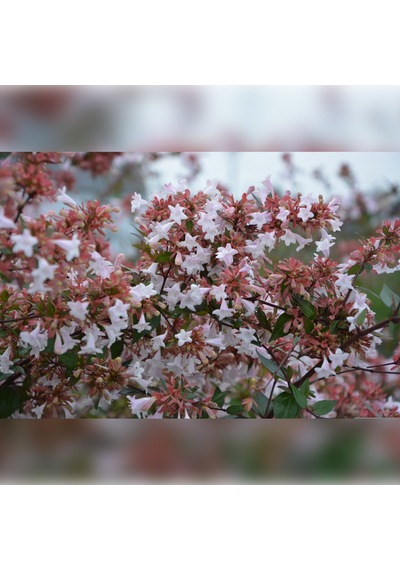 Abelya-büyük Çiçekli Kelebek Çalısı Abelia Grandiflora 20-40 Cm