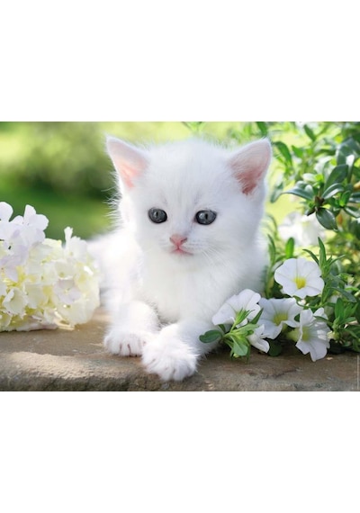 Ravensburger 1500 Parça Puzzle Beyaz Kedi 162437