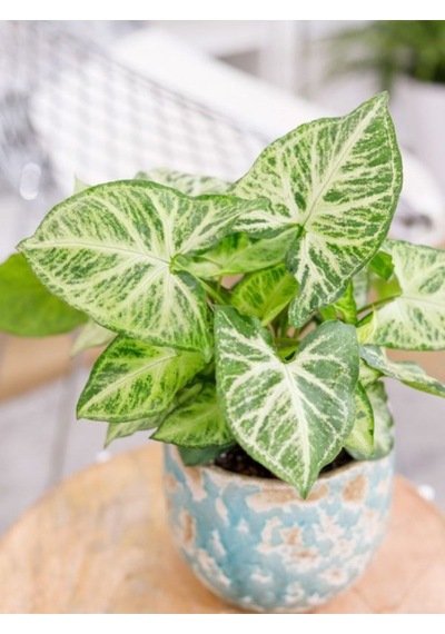 Syngonium Melek Kanadı Sarmaşığı 20-30cm Ok Başı Çiçeği Salon Ofis Çiçeği