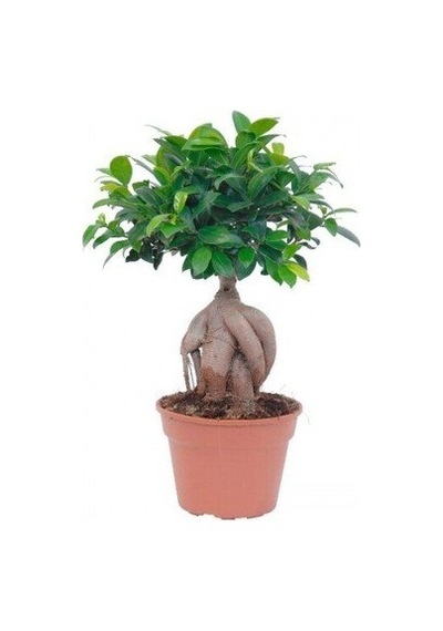 Thebestonline Ficus Bonsai, Gingseng Bonsai