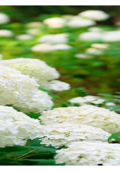 Videolu 1 Adet Bembeyaz Ortanca Çiçeği Fidanı 35-60 Cm Saksılı Çiçekli Bodur Bitkiler Hydrangea