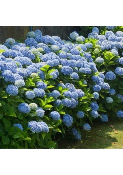 Ithal Mavi Çiçekli Ortanca Fidanı 30-55 Cm Tüplü Çiçekli Bodur Bitkiler Blue Hydrangea