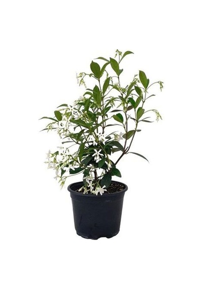 Arap Yasemini Çiçeği 1adet Saksılı 30-50cm+ful Yasemin 30-60cm Kokulu Bahçe Seti