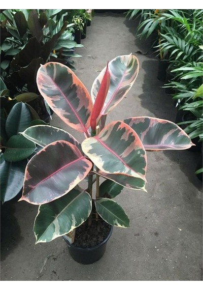 Pembe Alacalı Kauçuk Çiçeği - Ev Ofis Salon Iç Mekan Bitkisi 65-70 Cm