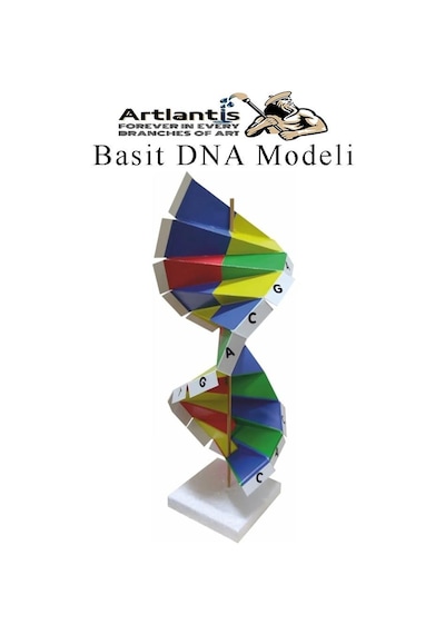 Dna Modeli 1 Paket Kartondan Dna Yapım Seti Dna Sarmalı Deney Yapım Seti Okul Materyali Fen Bilimleri