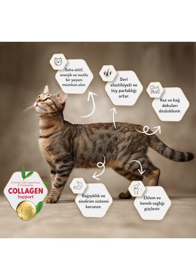 Felicia Kitten Tavuklu ve Hamsili Düşük Tahıllı Yavru Kedi Maması 12 KG