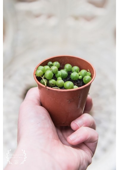 Tespih Çiçeği Senecio Rowleyanus 5 Adet
