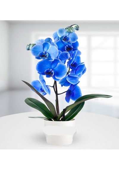 25 Adet Phalaenopsis Mavi Orkide Tohumu 10 Adet Gül Tohumu N111638