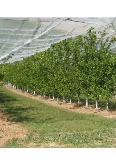 Fidan Fide Bitki Ağaç  Koruma Tüpü Koruyucu Kap Kılıf 5 li 60 CM - Mikrosera Tubex Fruitwrap